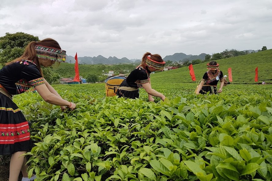 Giá ure, amoniac lại tăng kỷ lục có thể đẩy giá phân bón tiếp tục
