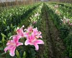 Quy trình kỹ thuật trồng hoa lily