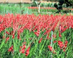 Quy trình kỹ thuật trồng hoa lay ơn