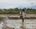 'Việt Nam cần giảm 30% lượng dùng thuốc bảo vệ thực vật'