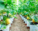 Hướng dẫn kỹ thuật trồng dưa lưới  (Cucumis Melon l.) Trong nhà màng 