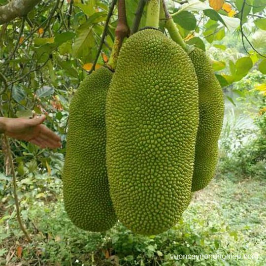 KINH NGHIỆM SỬ DỤNG PHÂN BÓN TRÊN CÂY MÍT