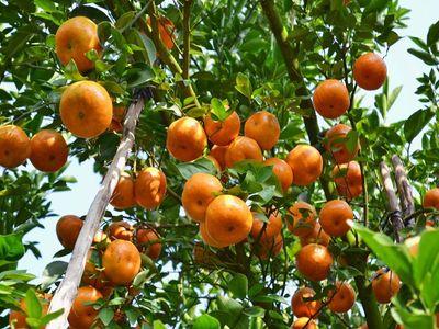 Kỹ thuật trồng quýt đường