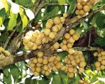KINH NGHIỆM SỬ DỤNG PHÂN BÓN TRÊN CÂY BÒN BON